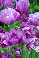 Tulipa 'Blue Spectacle'
