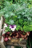 Recycled wooden beer bottle crate planted with parsley, red leaved lettuce, pansies and Red Russian kale
