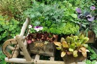 Recycled wooden beer bottle crates planted with herbs, vegetables and edible flowers and displayed on a flat barrow - Red Russian kale, parsley, red lettuce and pansies with Lettuce 'Freckles', thyme, dwarf beans, purple sage and red cabbage 