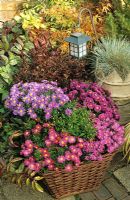 Aster 'Island Series' growing in a square wicker basket and backed by contrasting evergreens, Acer palmatum 'Kinshii' and Festuca glauca in a Victorian crown chimney pot