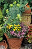 Euphorbia wulfenii with Leucothoe 'Rainbow', Pulmonaria saccharata, pansies, Narcissus 'Tete a tete' and winter heather in basketweave clay pot
