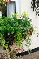 Windowbox planted with Antirrhinums and Petunias, edged with Lysimachia and Plectranthus