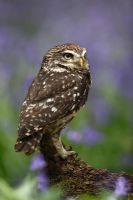 Athene noctua - Little owl perching on stump in Bluebells