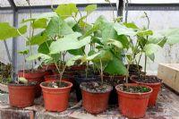 Runner bean seedlings comparison of healthy plants with seed borne viral infection