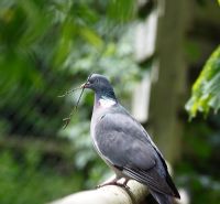 Columba palumbus - Wood Pigeon carrying twig for nest building