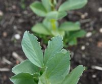 Sitona lineatus - Bean weevil damage to Broad Bean leaf