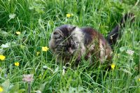 Cat hunting mice and voles in long grass