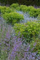 Under-planting of Nepeta - Catmint and Myosotis - Forget-me-nots in bed of old-fashioned Rosa bushes. Helmingham Hall, Suffolk