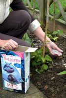 Woman spreading safe slug and snail repellent granules around young Runner Bean plants