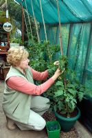 Woman applying twist tie to secure 'Moneymaker' tomato plant to cane in shaded greenhouse