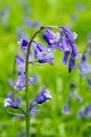 Hyacinthoides non-scripta - English Bluebells.  Exbury Gardens, Hampshire