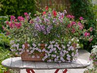 Mixed container planting of Cuphea llavea Vienco 'Purple-Red', 'Lavender' and 'Red' with Calibrachoa 'Light Blue' 