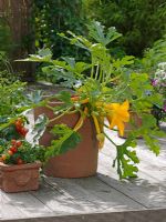 Zucchini 'Goldrush' and tomatoes in teracotta pot