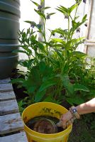 A bucket of homemade Comfrey liquid feed with the mature plant, Symphytum officinale behind