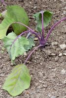 Brassica oleracea 'Azur Star' - Kohl rabi wilting due to attack from Cabbage Root Fly