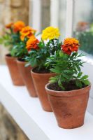 Tagetes - Marigolds in terracotta pots on windowsill