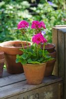 Bright pink Pelargonium in terracotta pots on wooden crate