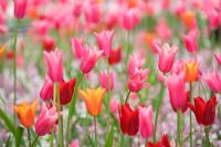 Tulipa 'China Pink' and Tulipa 'Ballerina'