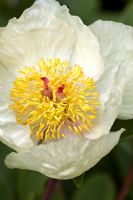 Paeonia mlokosewitschii - Molly the Witch