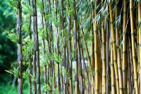 Chusquea culeou - Bamboo