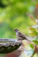 Passer domesticus - Juvenile male House Sparrow drinking from a birdbath