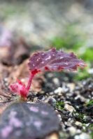 Propagating Begonia rex leaf cutting from a dead leaf pinned into nutrient rich soil