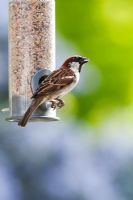 Passer domesticus - Male House Sparrow feeding on a seed feeder