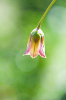 Nectaroscordum siculum - Allium siculum flower