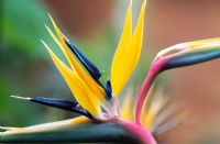 Strelitzia reginae - Crane Flower, Bird of Paradise flower