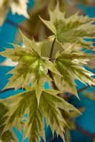 Acer platanoides 'Drummondii' - Harlequin Maple