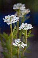 Candytuft 'Purity'