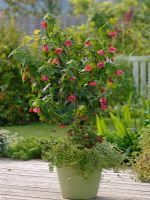 Abutilon underplanted with Lonicera nitida 'Lemon Queen' and Cuphea llavea 'Tiny Winnie'