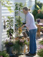 Woman watering container plantings of Malus Starline 'Blue Moon' and 'Green Fink' underplanted with Cuphea llavea Vienco 'Purple-Pink', Nemesia Kaboutertjes 'Romba', Lotus and Rosmarinus 