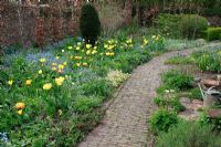 Dutch spring garden with special bulbs planting. Tulipa 'Easter Moon', Tulipa 'Flashback', Tulipa 'Ivory Floradale' and Tulipa 'Monte Beau' with Myosotis 
 