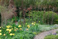 Dutch spring garden with special bulbs planting. Tulipa 'Easter Moon', Tulipa 'Flashback', Tulipa 'Ivory Floradale' and Tulipa 'Monte Beau' with Myosotis 
 