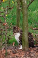 Cat enjoying the afternoon. Spring garden with special bulb planting - Jankslooster, Geke Rook, Holland 
 
