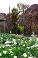 White themed border with Tulips and Daffodils - Spring garden with special bulb planting - Jankslooster, Geke Rook, Holland 