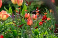 Tulipa and Erysimum. Spring garden with special bulbs planting - Jankslooster, Geke Rook, Holland
 