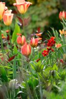 Tulipa and Erysimum. Spring garden with special bulbs planting - Jankslooster, Geke Rook, Holland 
 