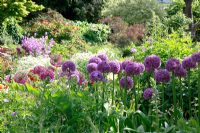 Allium 'Purple Sensation' in border. The Dillon Garden, Dublin, Ireland