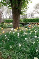 Tulipa 'Hibernia' with Tulipa 'Banja Luka' Narcissus 'Curlew', Narcissus 'Sailboat' - Formal Spring garden in Holland 