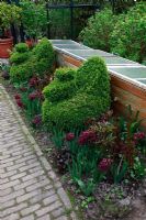 A pair of buxus shaped peacocks with purple and pink Hyacinths in border next to coldframes - Spring Kitchen garden in Holland 
