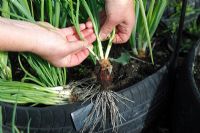 Allium cepa - Separating immature shallots for use as spring onions