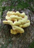 Polyporus sulphureus - Sulphur polypore growing on oak tree