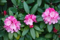 Rhododendron 'Hackmanns Polaris'