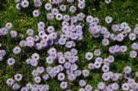 Globularia cordifolia - Globe Daisy
