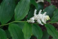 Maianthemum racemosum - Treacleberry, False Solomon's Seal