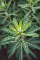 Euphorbia cognata