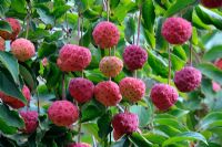 Cornus 'Norman Haddon' AGM. Autumn fruits in October