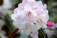 Rhododendron fulvum 